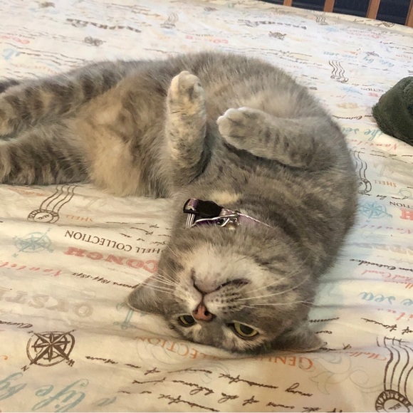 Meet your Posher, Suzie - Picture 11 of 16